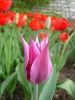 Файл=tulip.JPG
Объём=40КБ
Размеры=519x692
Дата=Март 08, 2007 tulip.JPG