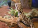 Pogona_vitticeps_young.jpg