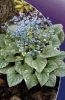 58694_137x210_Brunnera20Silver20Wings_1.jpg