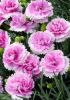 Dianthus_Iced_Gem.jpg