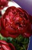 Paeonia_Buckeye_Bell.jpg