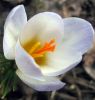 Файл=flower.jpg
Объём=76КБ
Размеры=500x524
Дата=Апр 14, 2008 flower.jpg