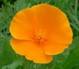 Файл=orange-flower.jpg
Объём=60КБ
Размеры=500x436
Дата=Авг 17, 2007 orange-flower.jpg