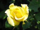Файл=rose-yellow.jpg
Объём=44КБ
Размеры=300x225
Дата=Июль 27, 2007 rose-yellow.jpg