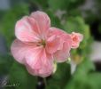 161_Marabacka_Rose_2011-06-06.jpg