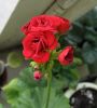 36_Red_Rosebud_20-06-20-1.jpg