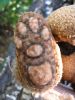 Browny-paw.jpg