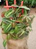 Файл=maranta.jpg
Объём=14КБ
Размеры=200x267
Дата=Май 14, 2007 maranta.jpg
