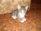 Файл=DSC01894.gif
Объём=388КБ
Размеры=800x600
Дата=Окт 23, 2007 DSC01894.gif
