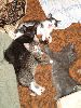 Файл=DSC01916_1.gif
Объём=356КБ
Размеры=600x800
Дата=Окт 23, 2007 DSC01916_1.gif