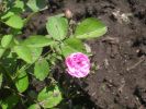 Файл=DSCN3520_.jpg
Объём=91КБ
Размеры=800x600
Дата=Июнь 22, 2008 DSCN3520_.jpg