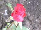 Файл=DSCN3528_.jpg
Объём=66КБ
Размеры=800x585
Дата=Июнь 22, 2008 DSCN3528_.jpg