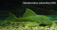 Файл=Hemiancistrus_subviridis(L200).jpg
Объём=20КБ
Размеры=447x240
Дата=Авг 10, 2008 Hemiancistrus_subviridis(L200).jpg