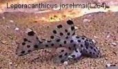 Файл=Leporacanthicus_joselimai(L264).jpg
Объём=10КБ
Размеры=219x128
Дата=Авг 10, 2008 Leporacanthicus_joselimai(L264).jpg