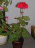 Файл=P4273153.JPG
Объём=147КБ
Размеры=766x1024
Дата=Апр 29, 2009 P4273153.JPG