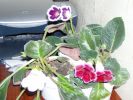 Файл=P6260003.JPG
Объём=136КБ
Размеры=1024x768
Дата=Нояб 11, 2010 P6260003.JPG
