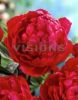 Paeonia_Big_Red_Boom_a_Summer.jpg