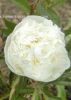 Paeonia_Duchesse_De_Nemours.jpg