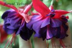 Файл=royal_velvet.jpg
Объём=88КБ
Размеры=1024x684
Дата=Фев 07, 2011 royal_velvet.jpg