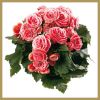 Файл=Бегония_Бориас_Дак~0.jpg
Объём=73КБ
Размеры=297x297
Дата=Май 16, 2012 Бегония_Бориас_Дак~0.jpg
