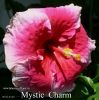 019_-_Mystic_Charm.jpg