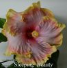 023_-_Sleeping_Beauty.jpg