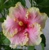 024_-_Tarantella.jpg