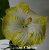 025_-_Lemon_Chiffon.jpg