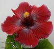 031_-_Red_Planet.jpg
