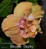 035_-_Brown_Derby.jpg