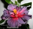 041_-_Maroussia.jpg