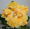 049_-_Harvest_Moon.jpg