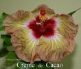 050_-_Creme_de_Cacao.jpg