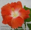064_-_Orange_Cappuccino.jpg
