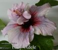 074_-_Lady_Adele.jpg