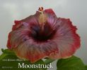 079_-_Moonstruck.jpg