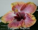 082_-_Tahitian_Suprise.jpg