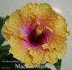083_-_Macho_Man.jpg