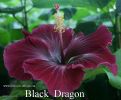 116_-_Black_Dragon.jpg