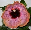 123_-_Moonstruck.jpg