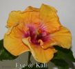 127_-_Eye_of_Kali.jpg