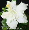 Файл=133_-_White_Kalakua.jpg
Объём=86КБ
Размеры=831x850
Дата=Июль 21, 2013 133_-_White_Kalakua.jpg