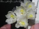 Файл=Clowesia_Jumbo_Grace_”Jumbo_Orchids”_1.jpg
Объём=49КБ
Размеры=960x720
Дата=Сент 18, 2013 Clowesia_Jumbo_Grace_”Jumbo_Orchids”_1.jpg