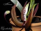 Файл=Cycnoches_loddigesii_1.jpg
Объём=72КБ
Размеры=960x720
Дата=Сент 18, 2013 Cycnoches_loddigesii_1.jpg