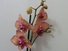 DSCN0439.JPG