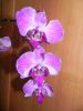Файл=DSCN3252.JPG
Объём=420КБ
Размеры=1650x2200
Дата=Сент 18, 2013 DSCN3252.JPG