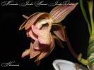Файл=Mormodes_Jumbo_Artemis_'Jumbo_Orchids.jpg
Объём=65КБ
Размеры=960x720
Дата=Сент 20, 2013 Mormodes_Jumbo_Artemis_'Jumbo_Orchids.jpg