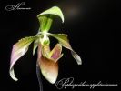 Paphiopedilum_appletonianum.jpg