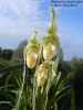 Файл=Phragmipedium_pearcei_x_wallisii_=_Memoria_Garren_Weaver_3.jpg
Объём=381КБ
Размеры=1650x2200
Дата=Сент 18, 2013 Phragmipedium_pearcei_x_wallisii_=_Memoria_Garren_Weaver_3.jpg